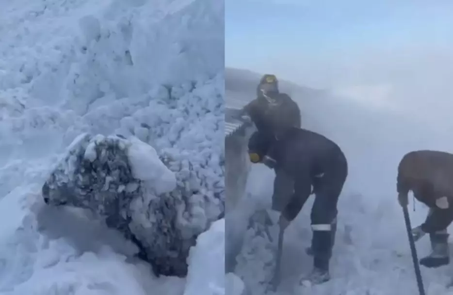 Батыс Қазақстанда қой қырылып жатыр