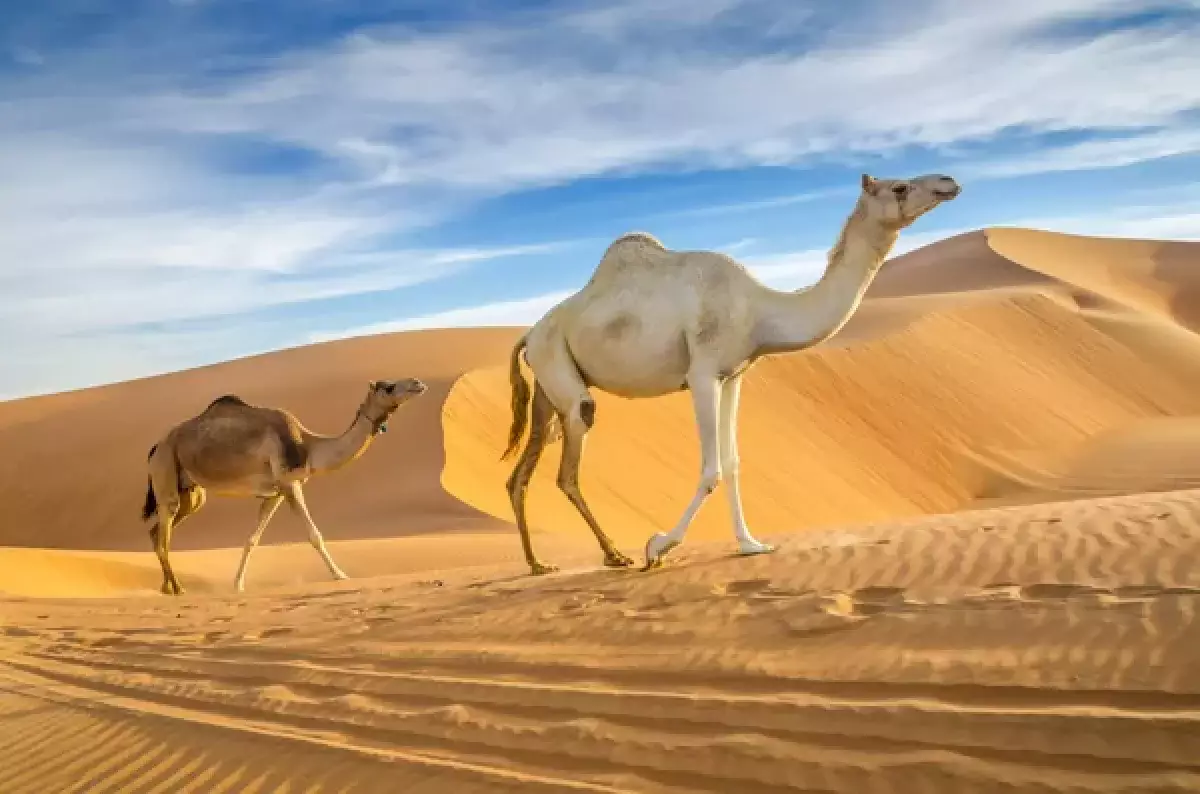 В пустыне в Саудовской Аравии выпал снег (видео)