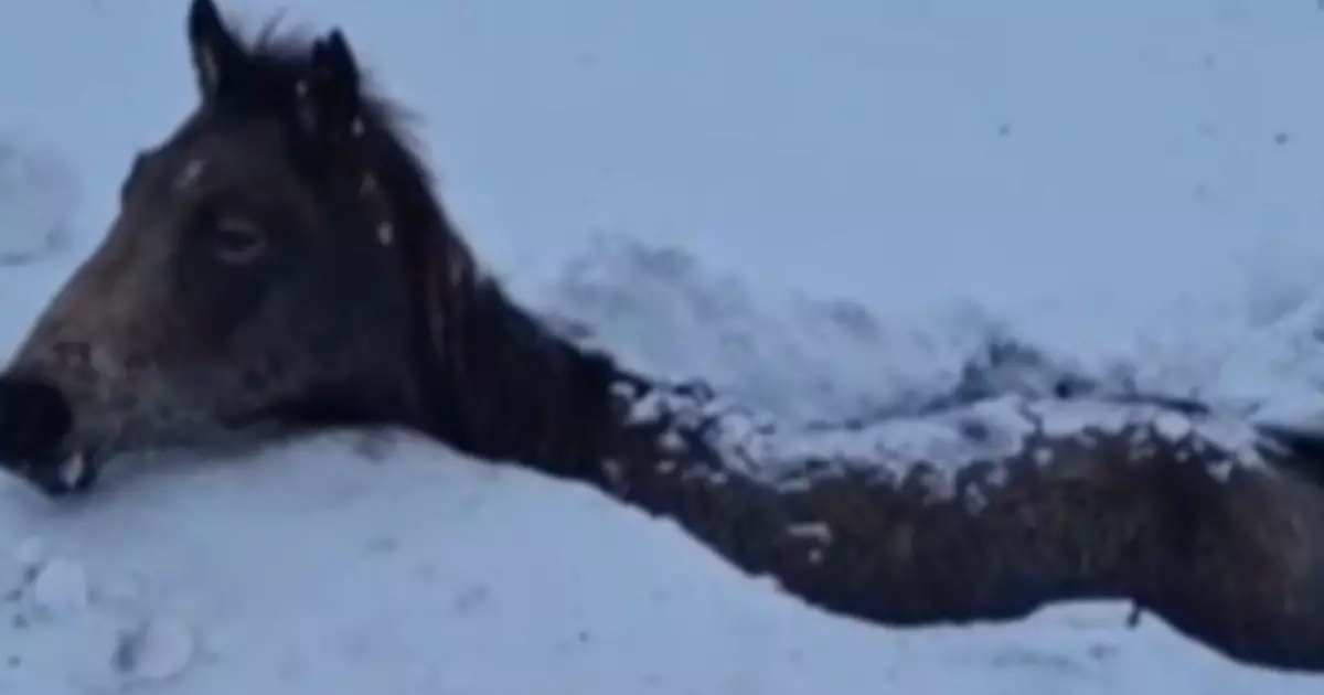   Батыс Қазақстанда қатты боранның кесірінен бір үйір жылқы қырылып қалды   