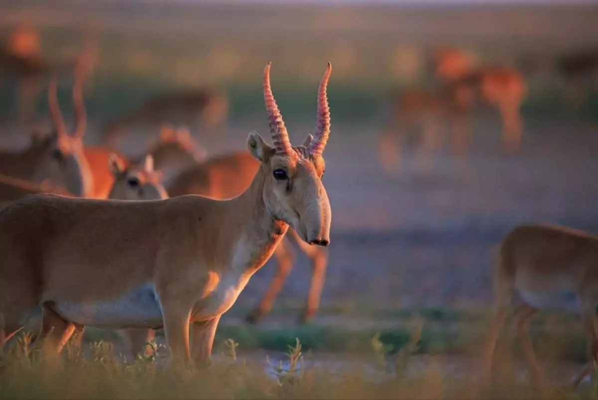 Как Казахстан будет контролировать экспорт дериватов сайгака