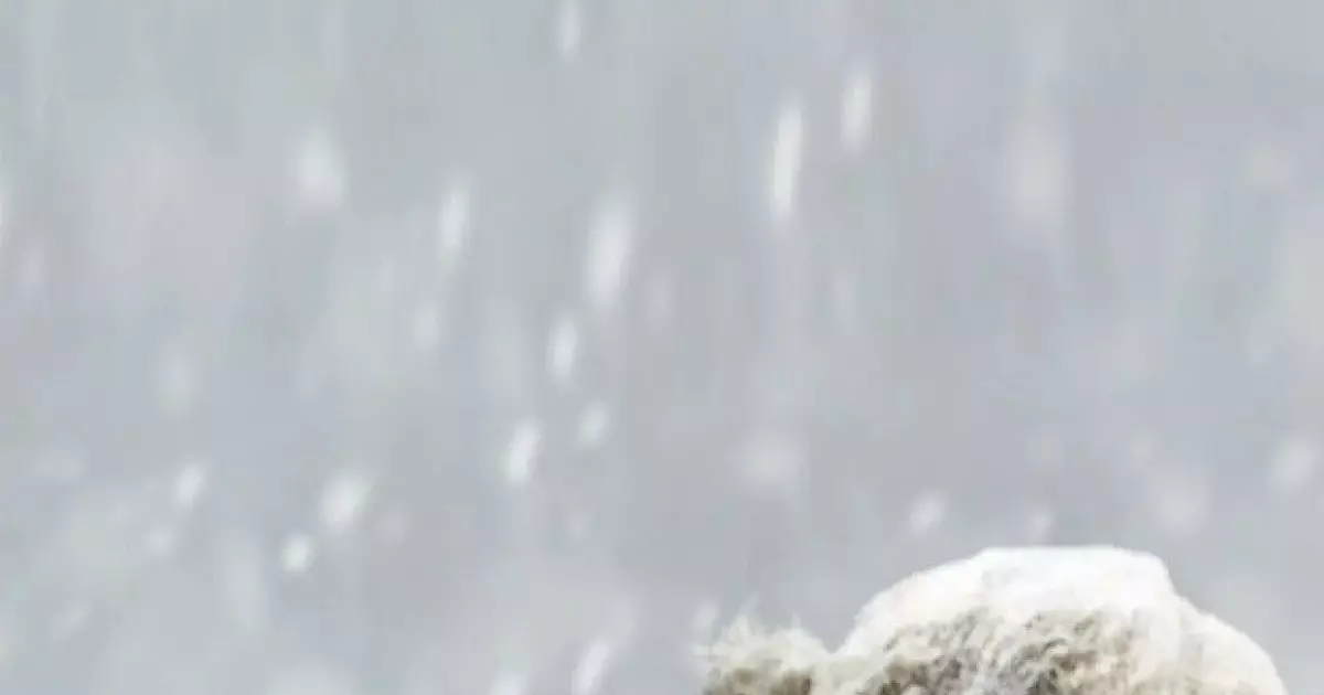  Алдағы үш күнде 35 градус аяз болады 