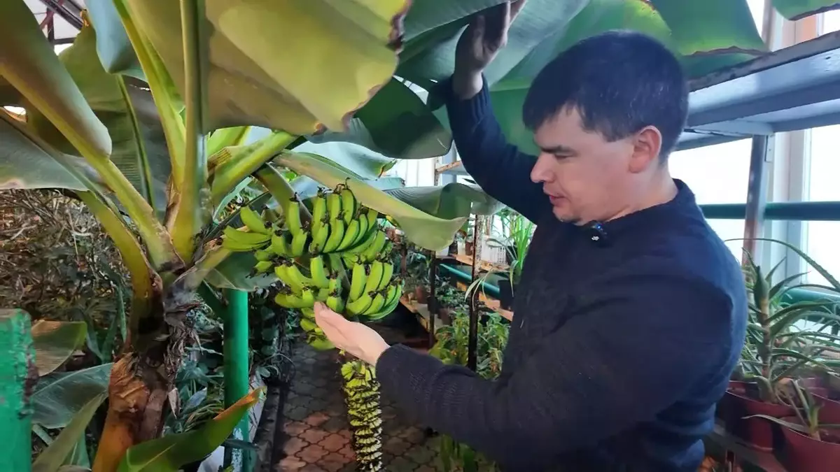 Тропики среди снегов: в ботаническом саду Петропавловска поспевает экзотический урожай