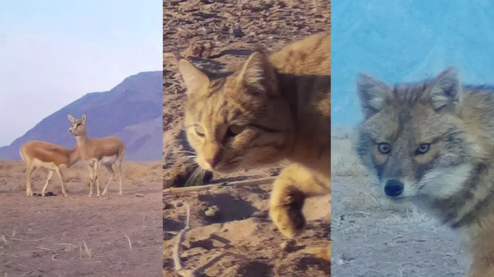 “Затрудняет подсчет“: редчайших животных засняли в области Жетысу