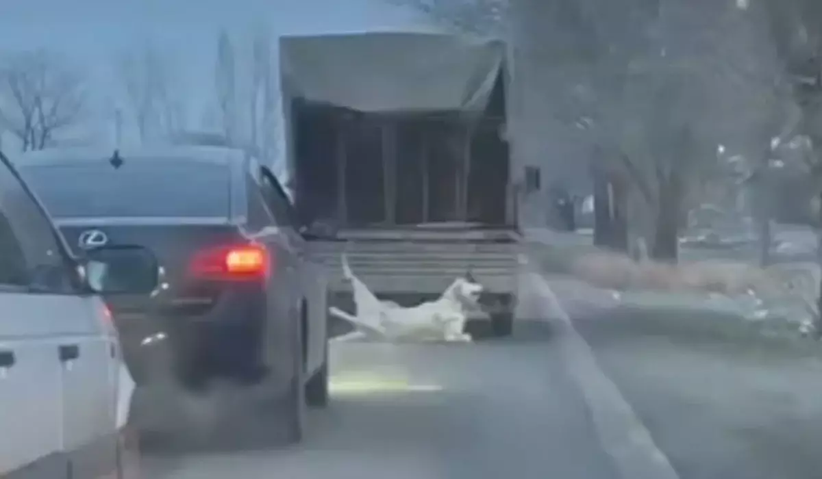 Собаку привязали к грузовику и протащили по дороге в Таразе (ВИДЕО)