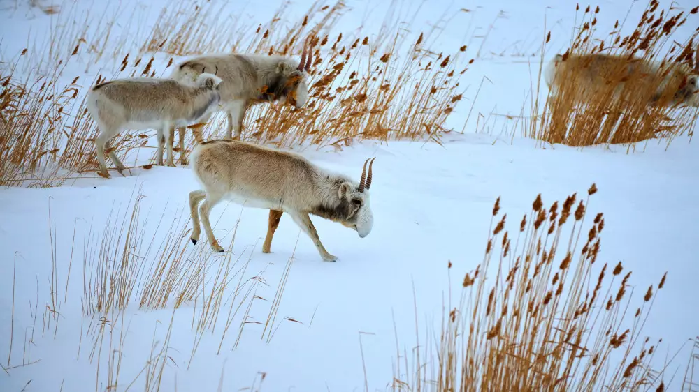Министр рассказал, сколько сайгаков и когда Казахстан передаст Китаю