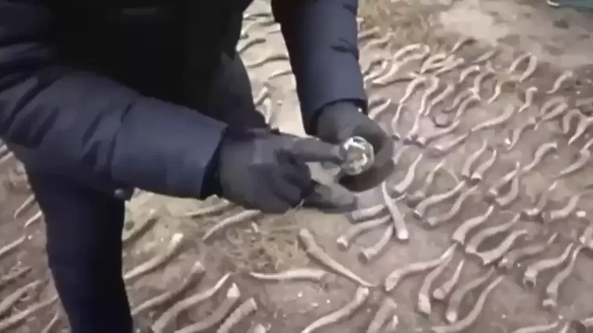 Жезқазғанда 320-дан аса киік мүйізі заңсыз сақталған