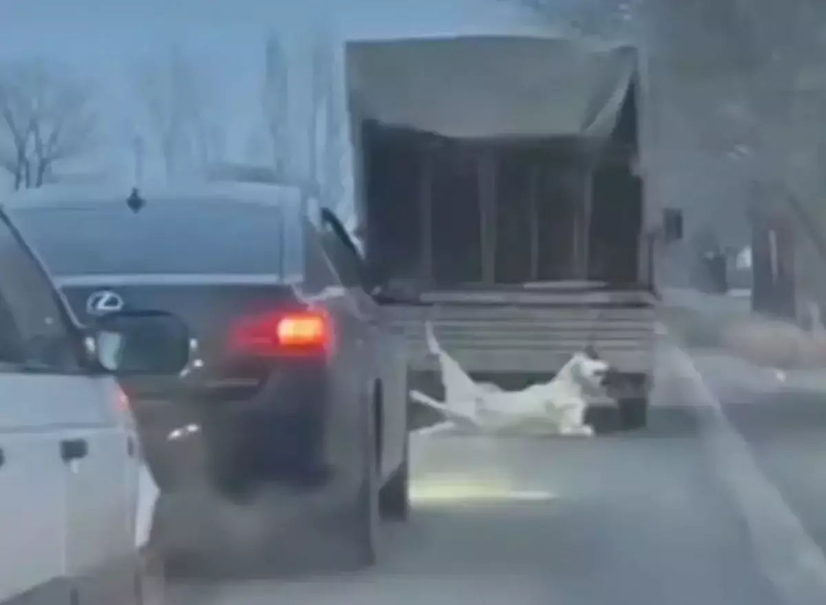 Собаку в Таразе привязали к машине и протащили по дороге