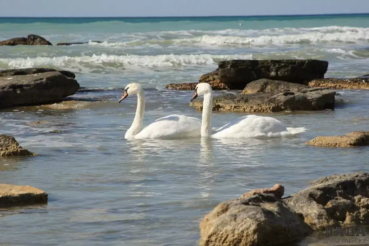 В Актау прилетели лебеди - новости на Lada.kz 19.12.2025