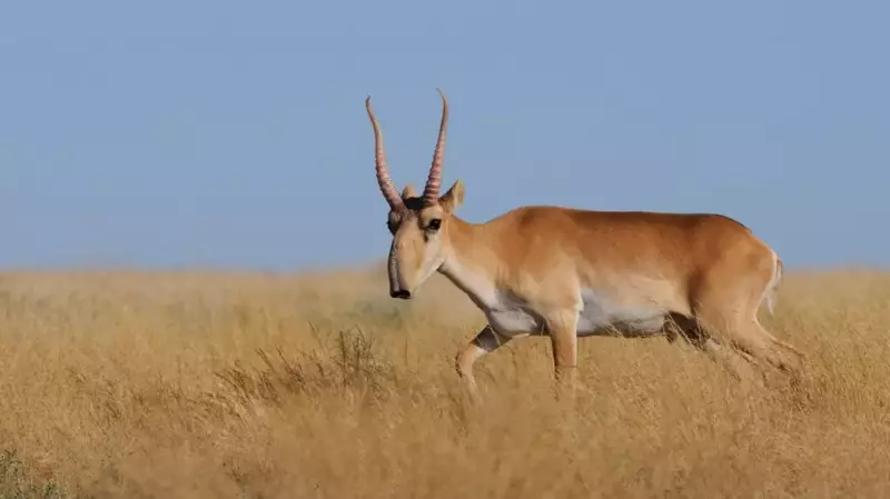 Казахстан начнет отправку сайгаков в Китай с 2026 года