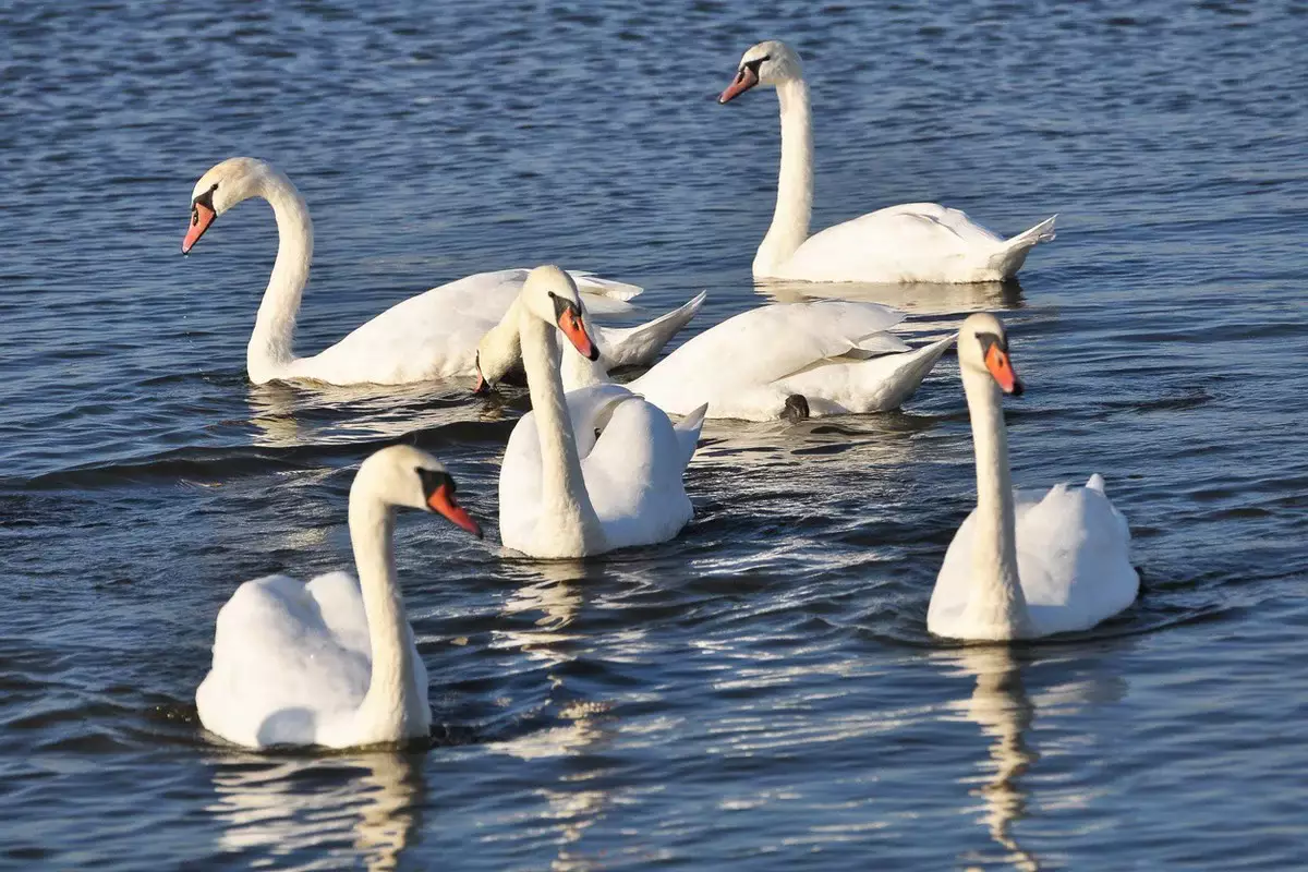 Лебеди вернулись на зимовку в Актау (ВИДЕО)