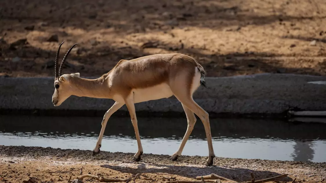 Еліміз киік мүйізін экспорттауға мүмкіндік алды