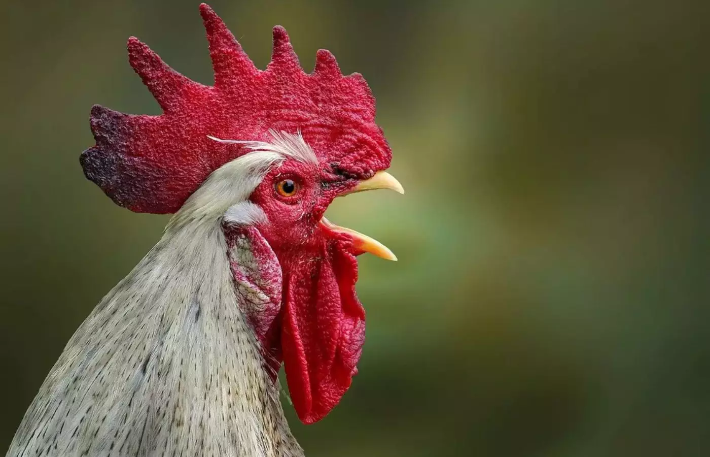 Әтештерде жұмыртқа туады деген рас па?