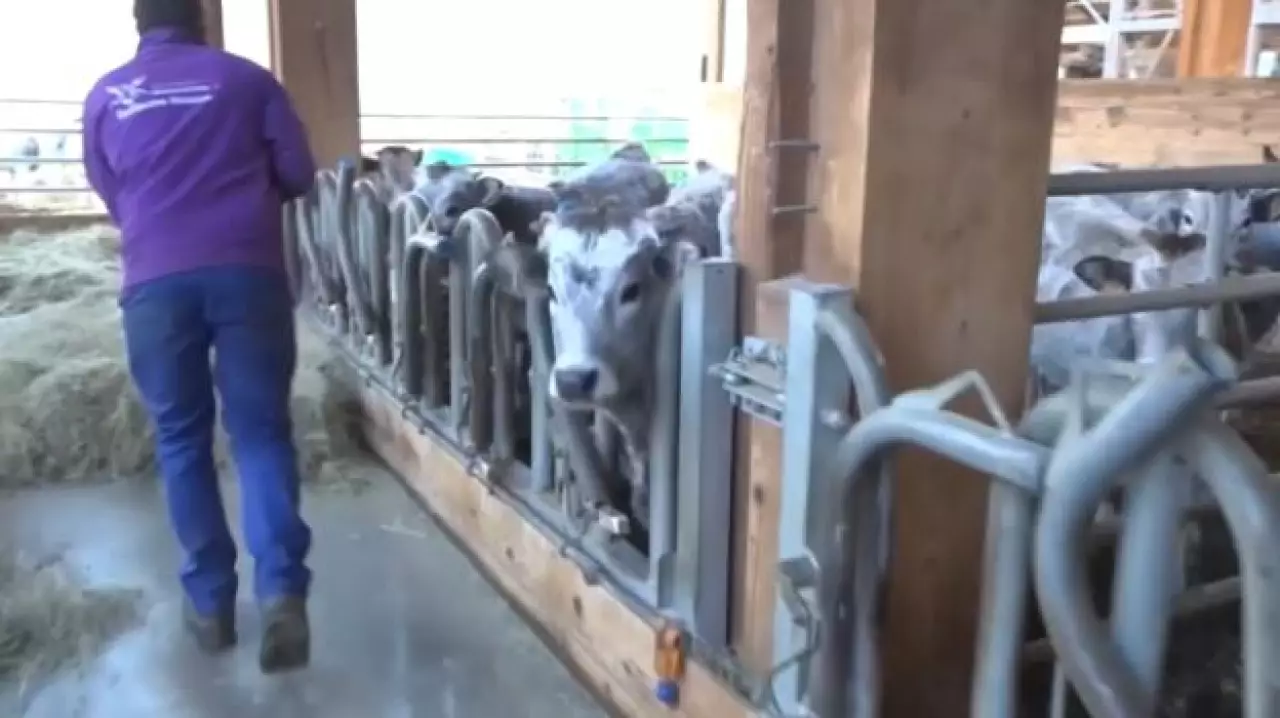 Армия Франции борется с эпидемией у коров