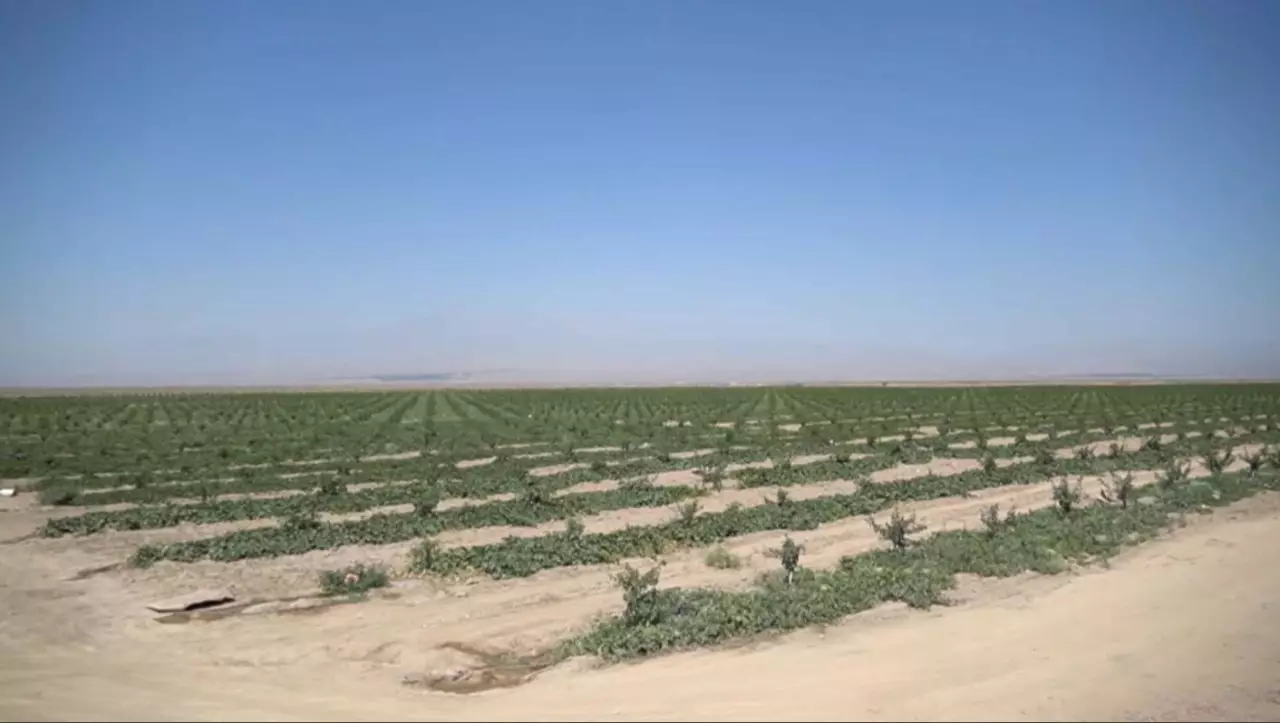 Өзбекстанда су қоры азайды