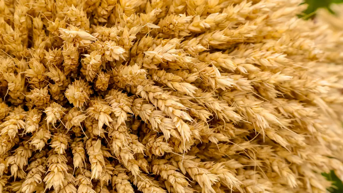 Тоқаев Жапониямен бірлесіп ауыл шаруашылығын зерттейтін платформа құруды ұсынды