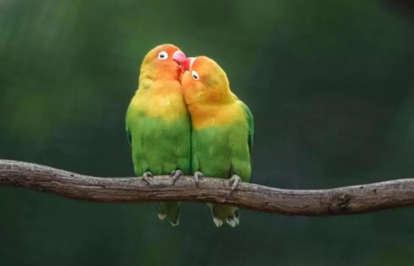 Құстардың жыныс мүшесі болмайды деген рас па?