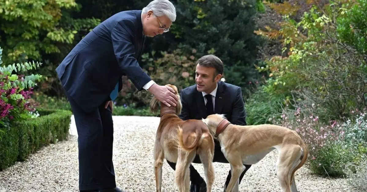  Тоқаевтың қазір неше тазысы бар: Президенттің көмекшісі қызық деректі айтты (ВИДЕО) 