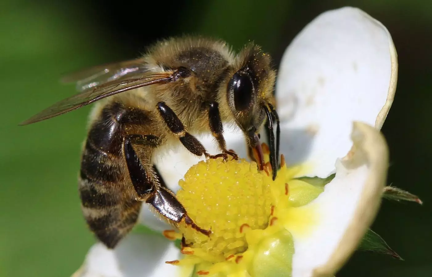 Аралар жер бетінен жоғалып кетсе, не болатынын білесіз бе?