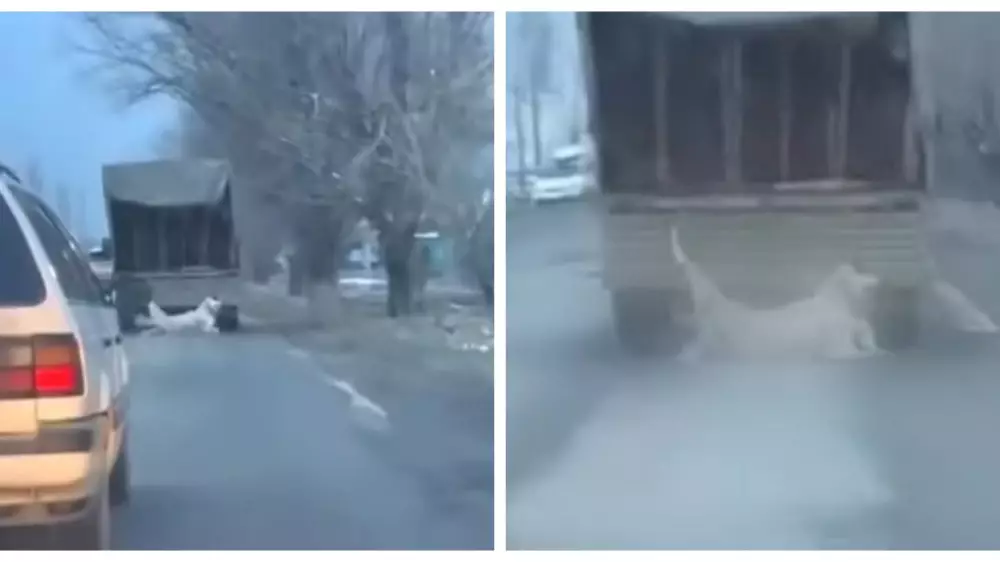 Видео жестокого обращения с собакой появилось в сети