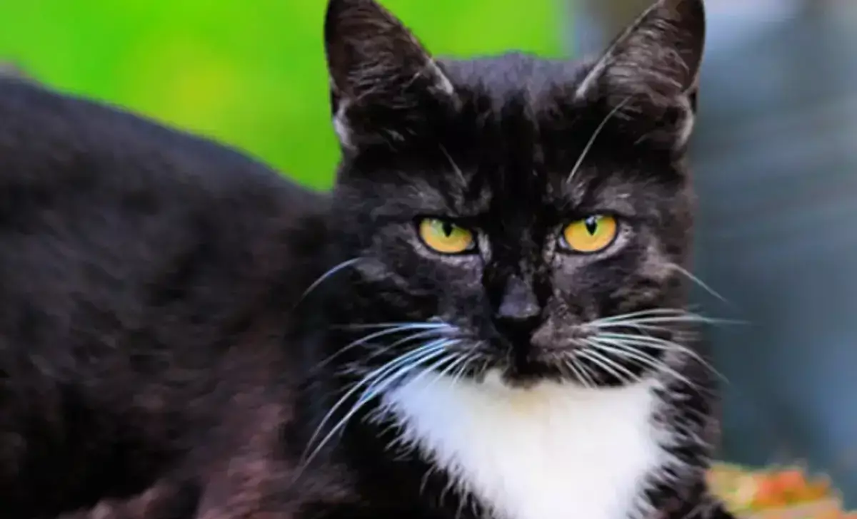 38 лет жизни и секрет долгожителя: как питалась самая старая кошка в мире - новости на Lada.kz 20.12.2025