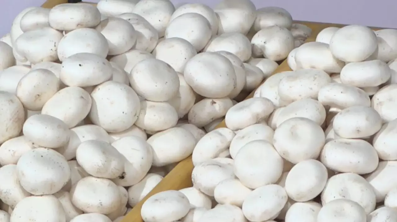 Грибную ферму открыли в Петропавловске