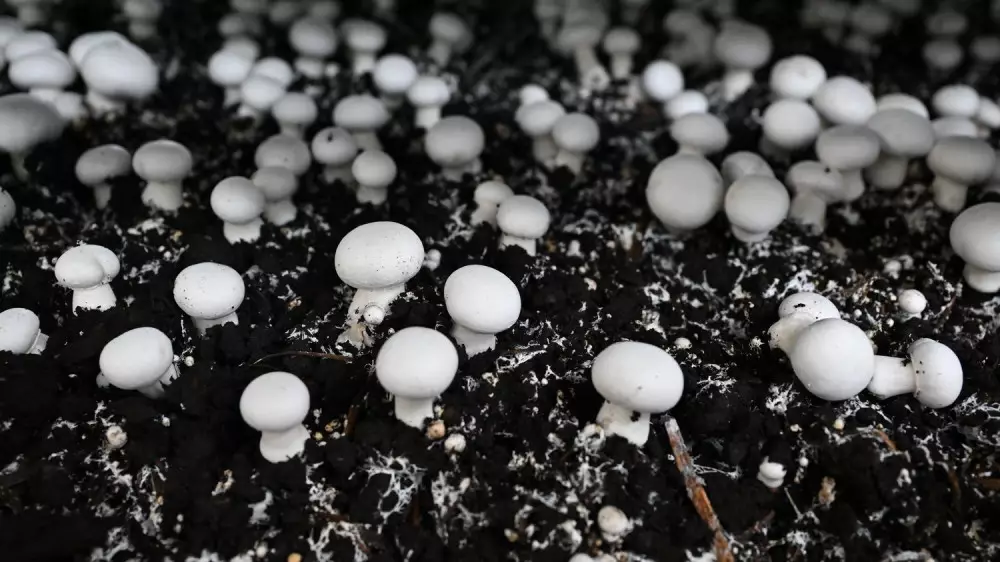 Крупную грибную ферму полного цикла открыли в СКО