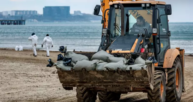 Разлив мазута в Черном море привел к гибели сотен дельфинов