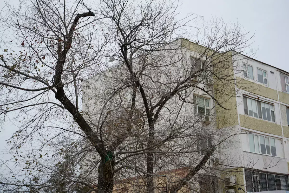 Миллиард на зелень - отчёт о проделанной работе озеленителей Актау - новости на Lada.kz 20.12.2025