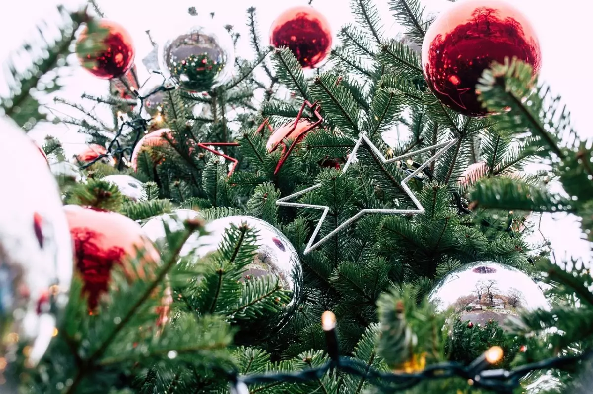 С помощью Виагры продлевают жизнь рождественским елкам в Германии