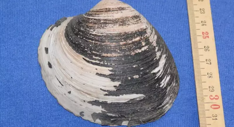 Самое старое животное планеты погибло в день открытия