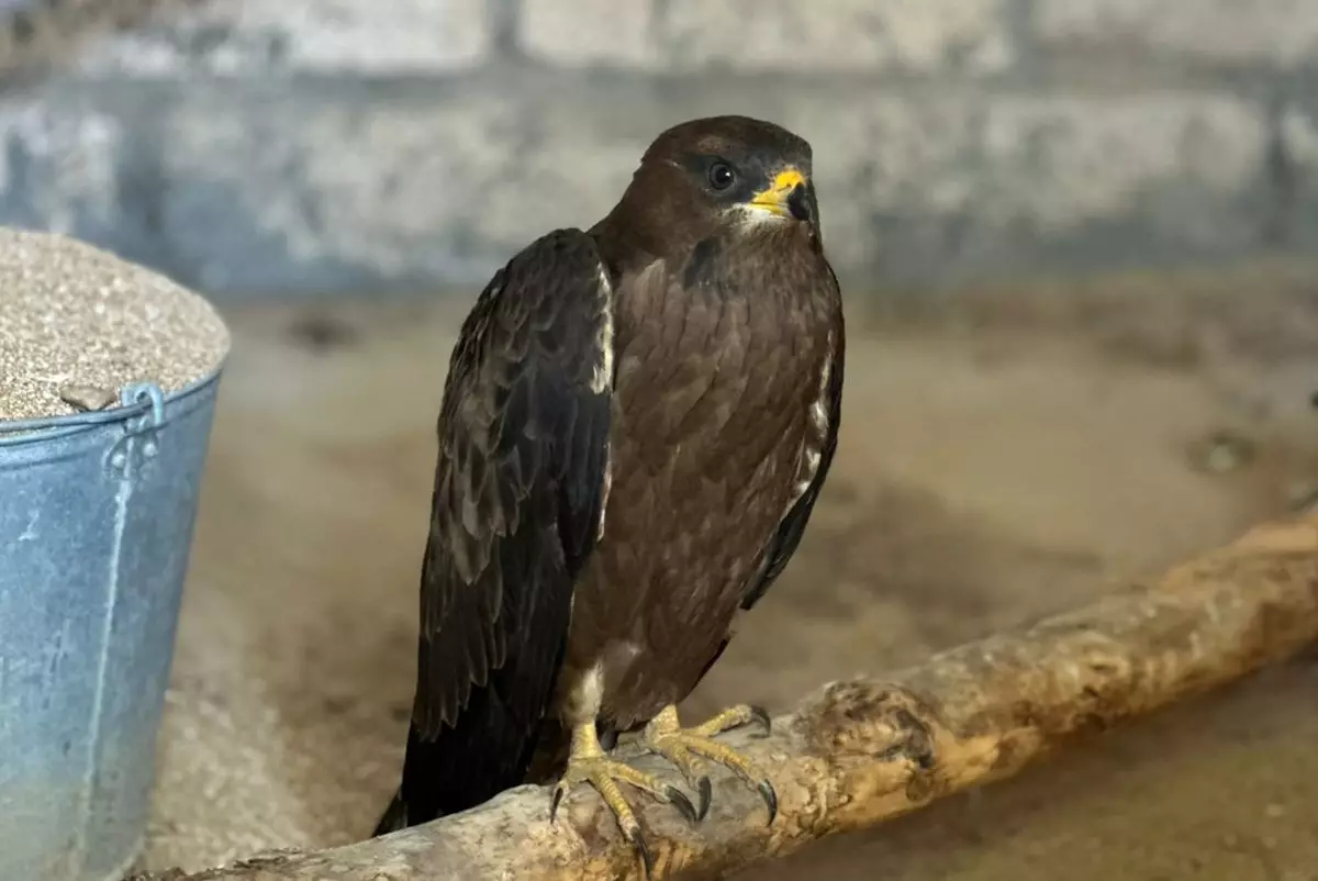 В Мангистау краснокнижных хищных птиц лечат и оперируют за счёт ветклиники