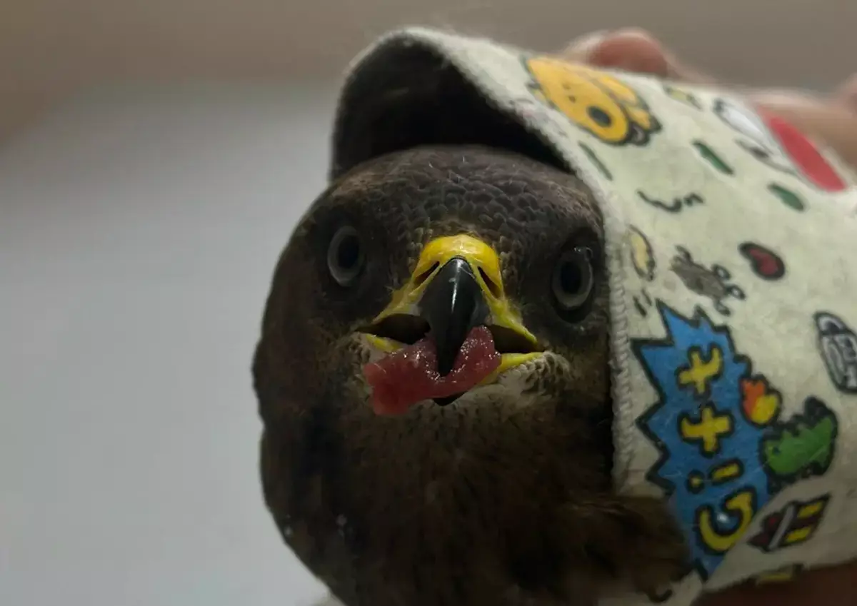 Как спасают краснокнижных диких хищных птиц в Мангистау - новости на Lada.kz 21.12.2025