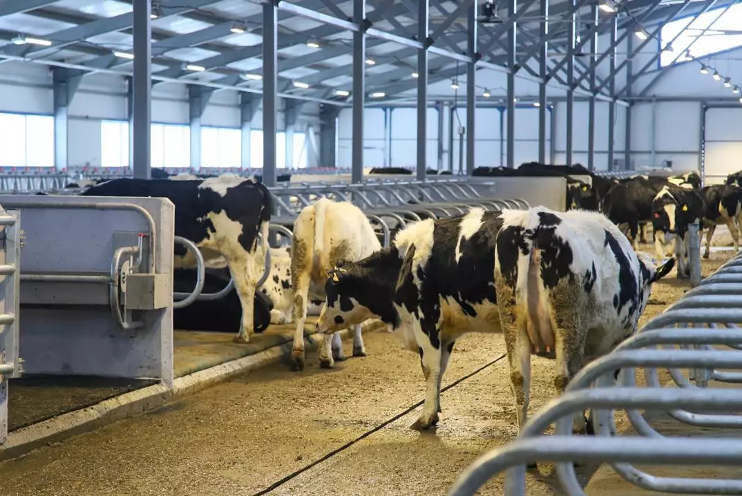 Новую молочно-товарную ферму на 1075 голов открыли в ВКО