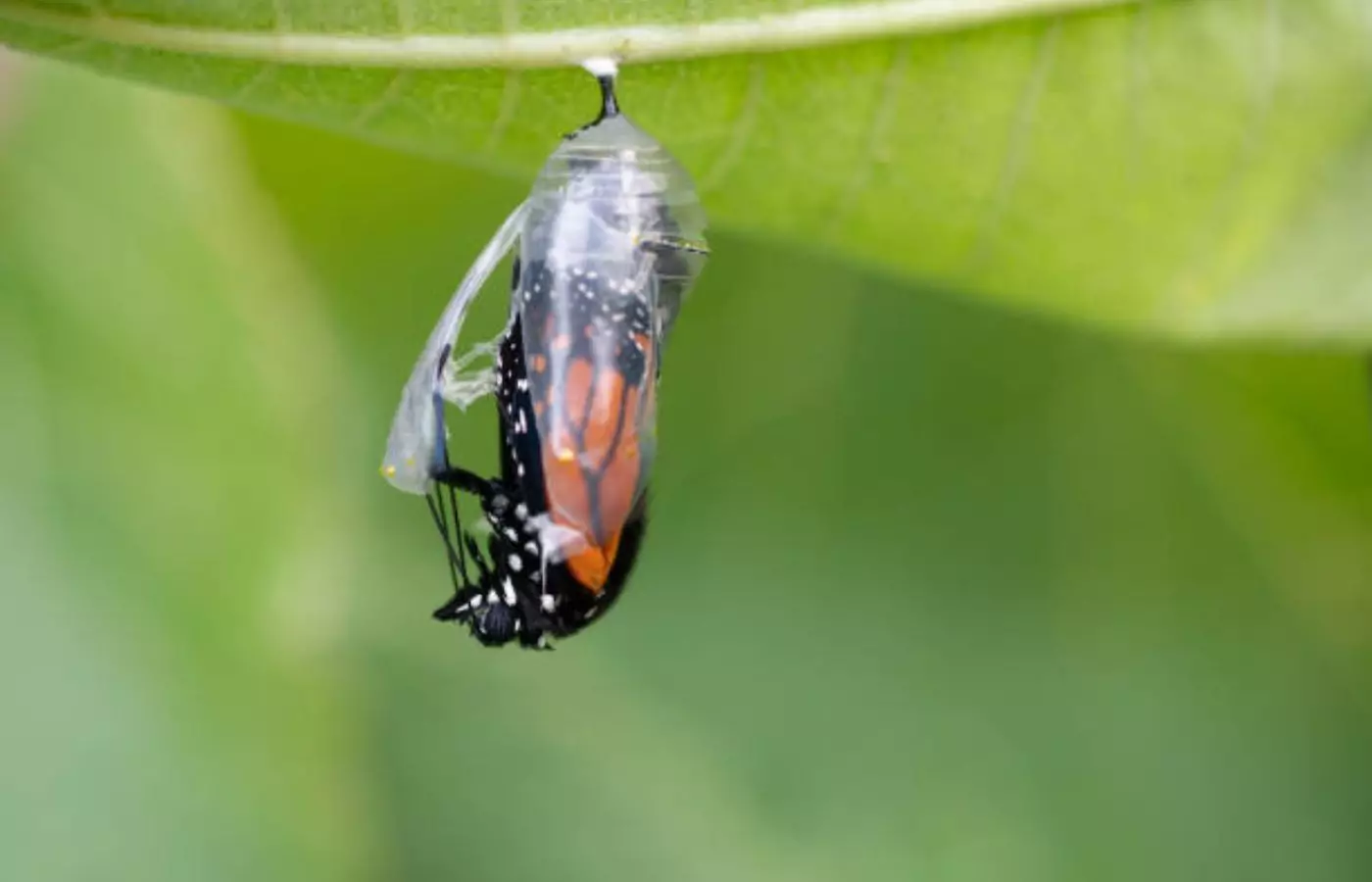 Көбелектер неге аз өмір сүреді?