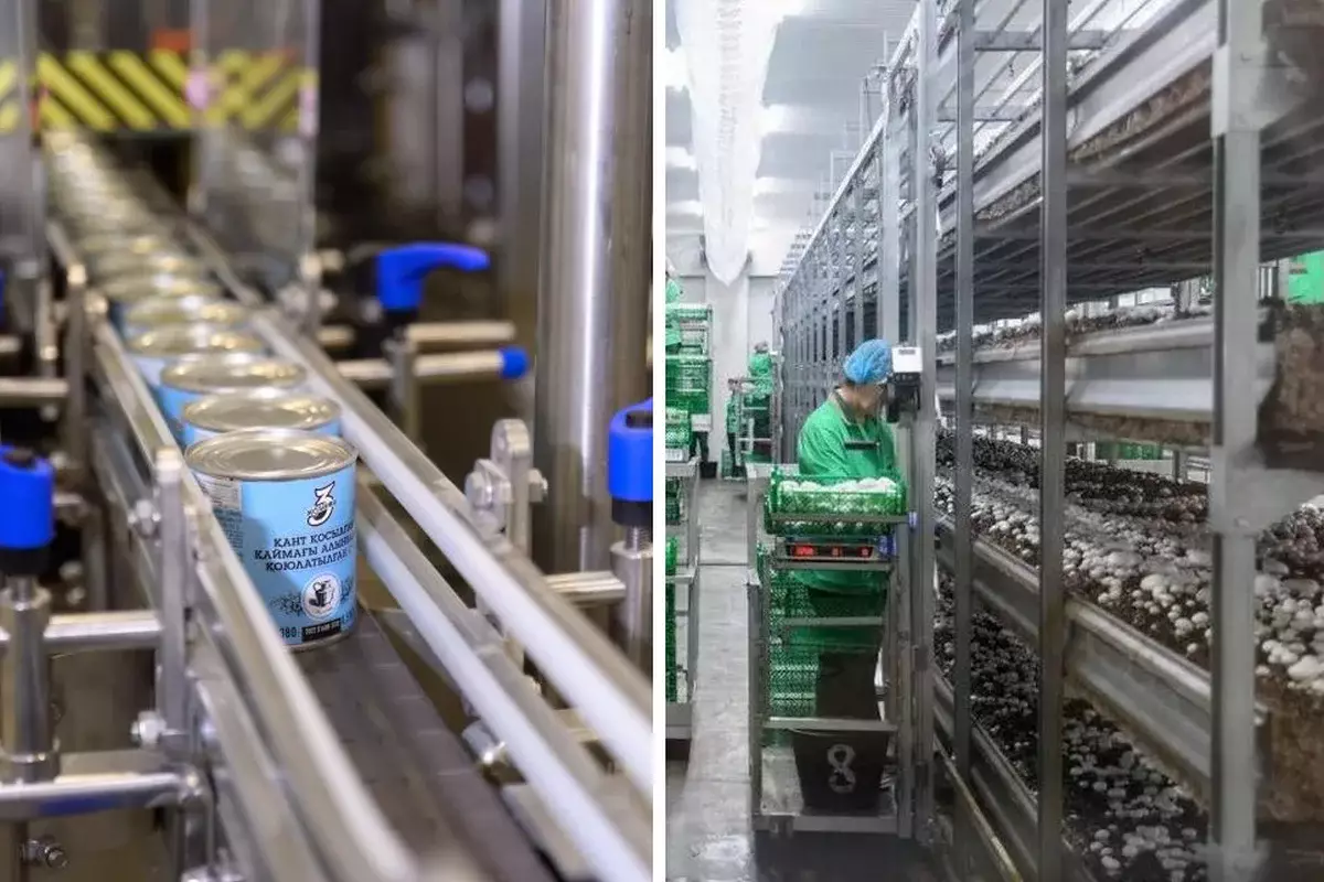 Производство сгущенки мощностью 12 тыс тонн и грибную ферму запустили в СКО