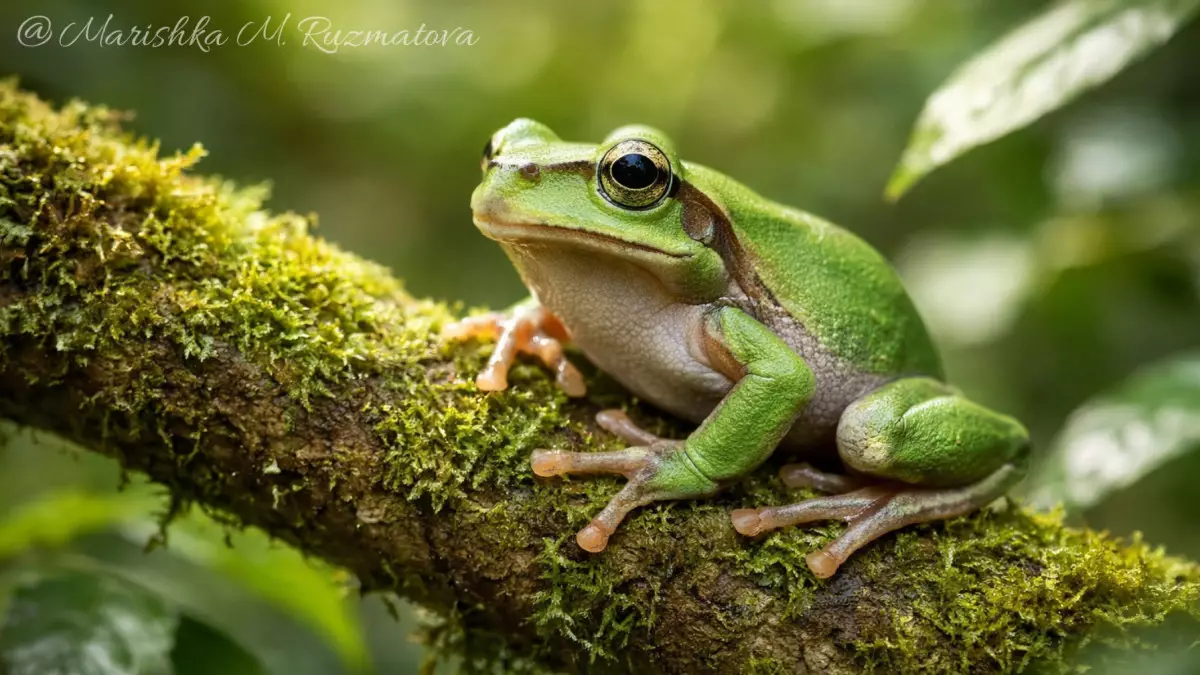 Рак побеждён? Бактерия из лягушек уничтожила раковые опухоли навсегда