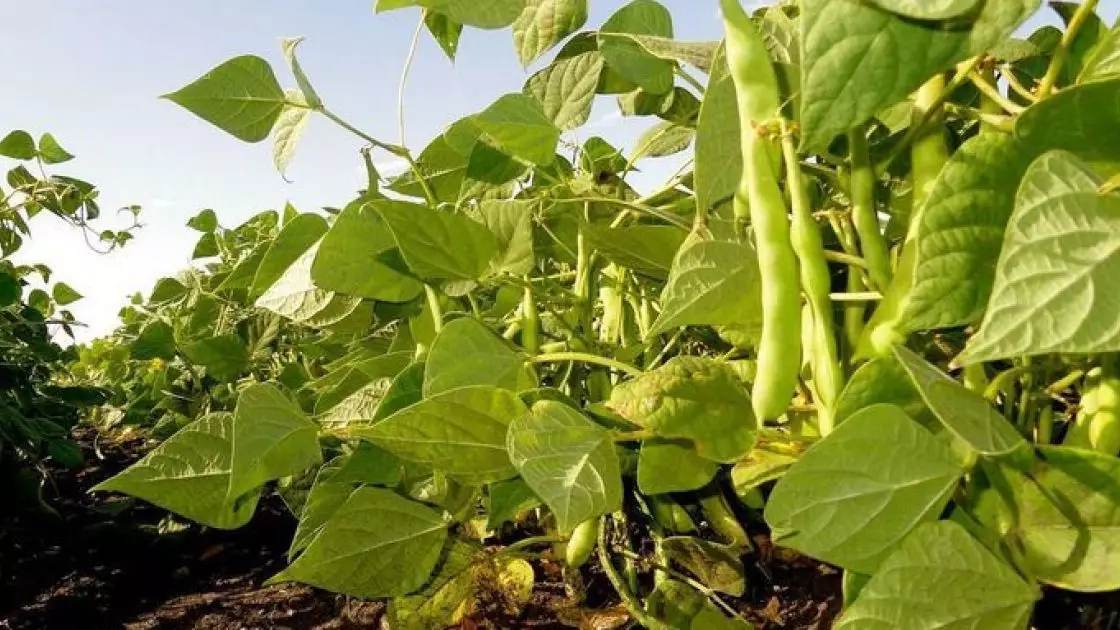 Әлемде өз-өзін азық-түлікпен толық қамтамасыз ететін жалғыз ел бар