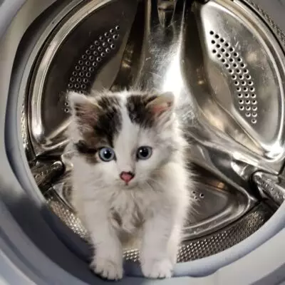 В Талдыкоргане женщина постирала кота в стиральной машине