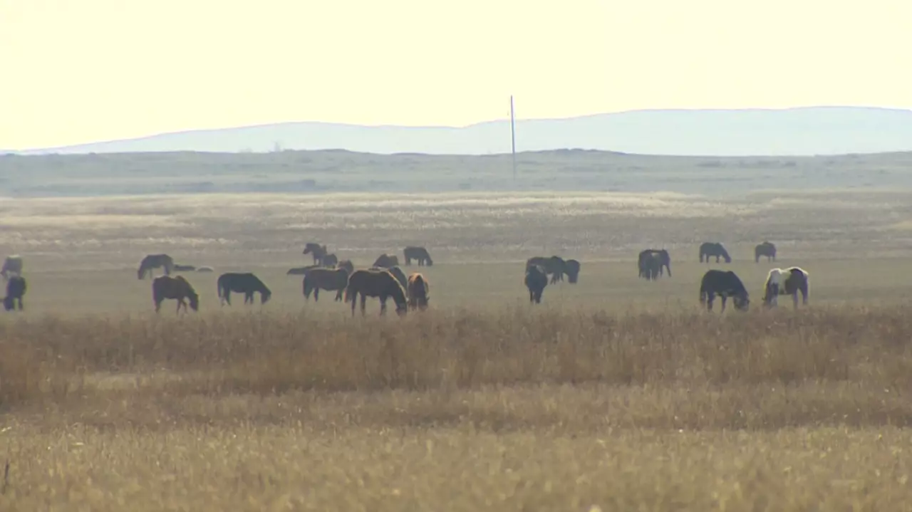 Казахстан укрепляет продбезопасность