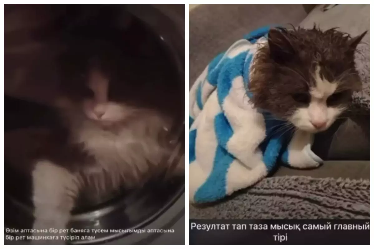 Жетісу облысында мысығын кір жуатын машинаға салып жуындырған медбике қазақстандықтардың ашуын туғызды  (видео)