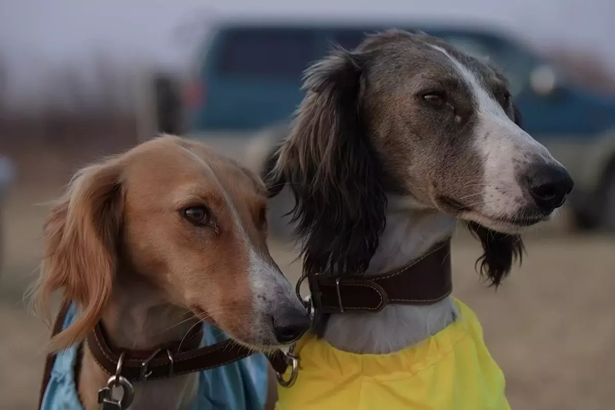 Алматыда тазы мен төбеттің ДНҚ банкі құрылды