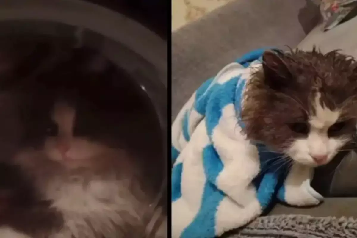 Кадры с котом в включённой стиральной машине разгневали Казнет