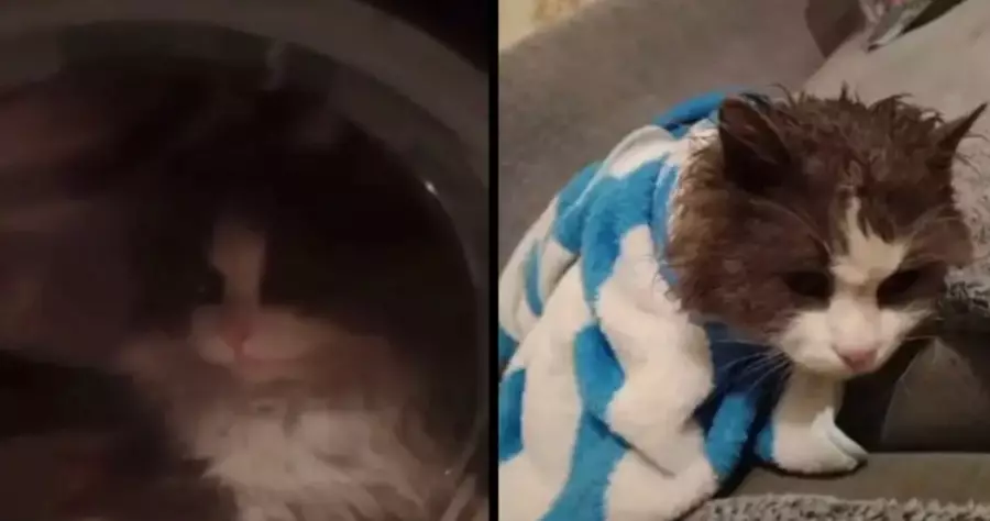 Кір жуғыш машинада жуылған мысықтың видеосы Қазнетті ашуландырды