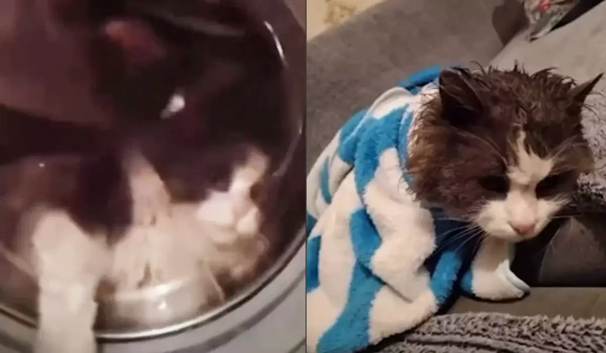 Талдықорғанда әйел адам мысығын кір жуғыш машинаға салып жуған (ВИДЕО)