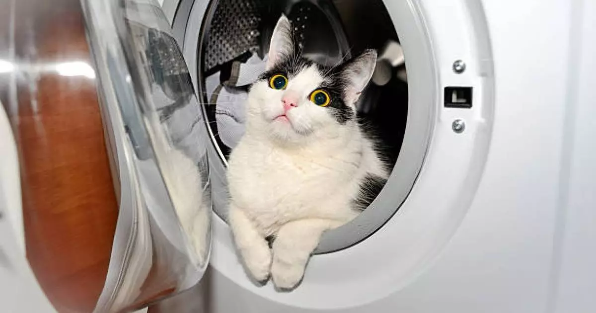  Талдықорғандық әйел мысығын кір жуғыш машинаға салып жуған (ВИДЕО) 