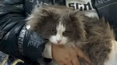 Мысықты кір жуғыш машинада "жуындырған" иесі жауапқа тартылды