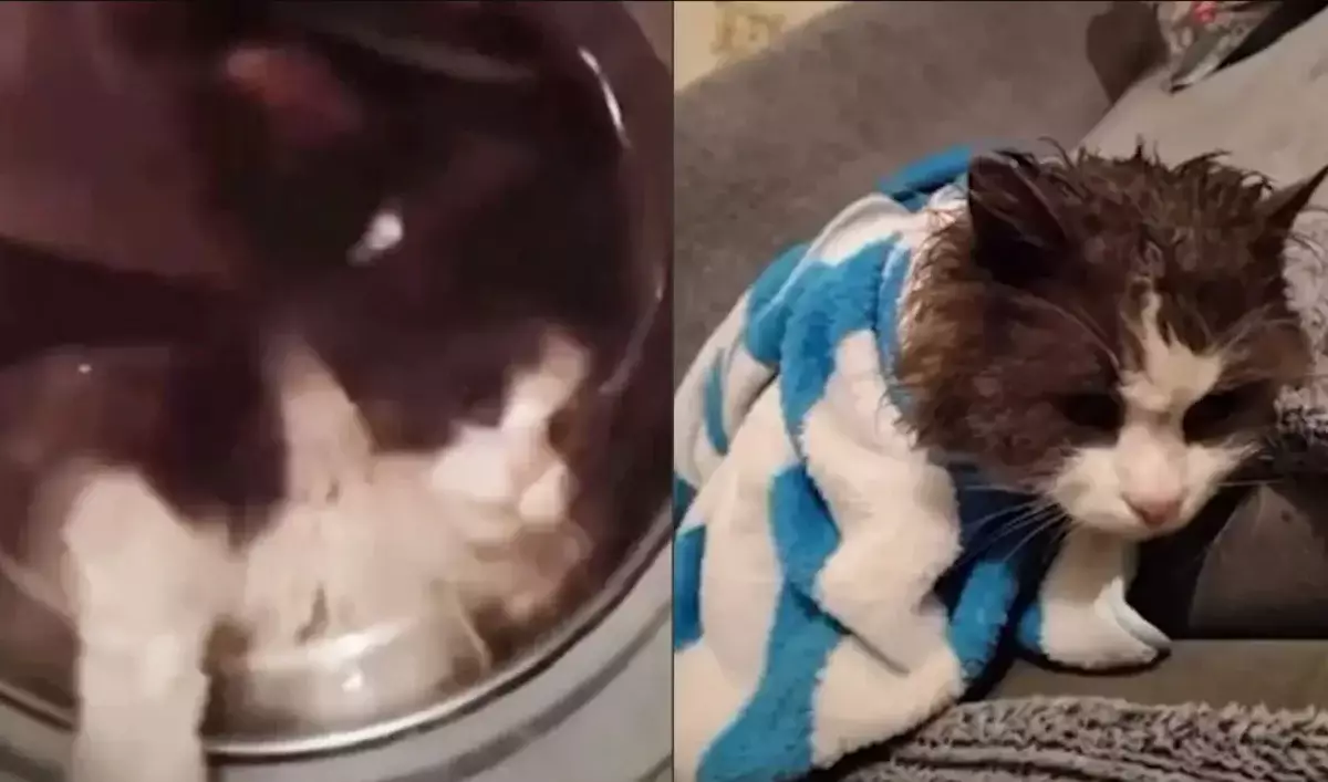 Мысығын кір жуғыш машинаға салып жуған келіншек әкімшілік жауапкершілікке тартылды