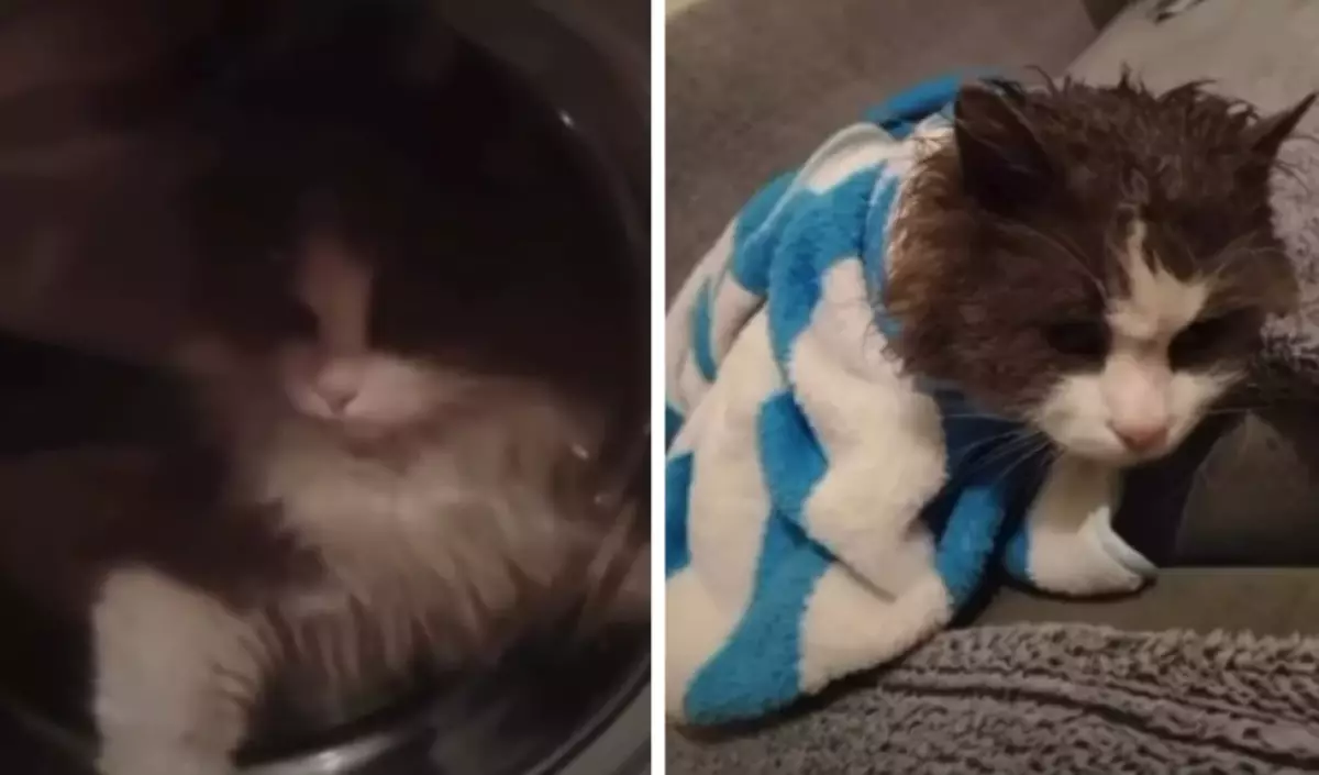 Талдықорған тұрғыны мысығын кір жуғыш машинаға салып жуған