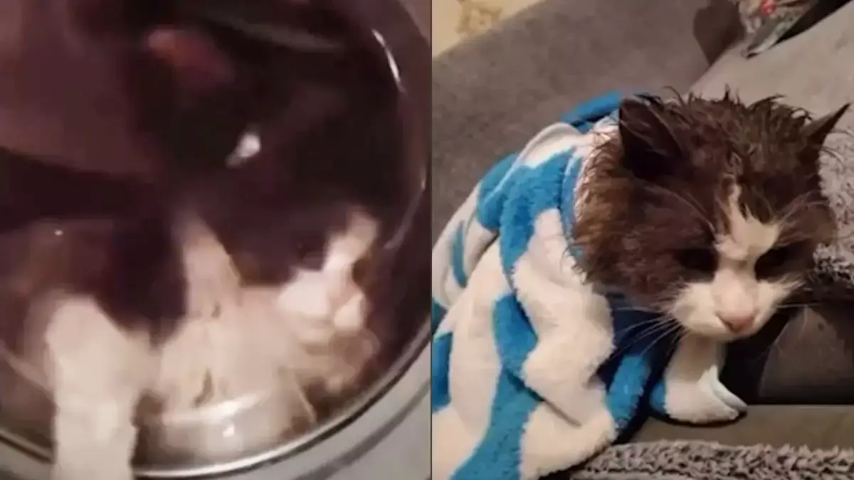 Талдықорғанда мысығын кір жуғыш машинаға салып жуған әйел жұрттың ашуын тудырды (ВИДЕО)