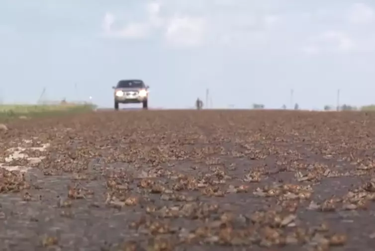 Стоит ли ожидать нашествие саранчи в Кызылординской области в следующем году